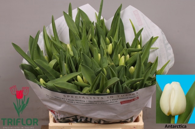Тюльпан од. Антарктика (бел.), шт.