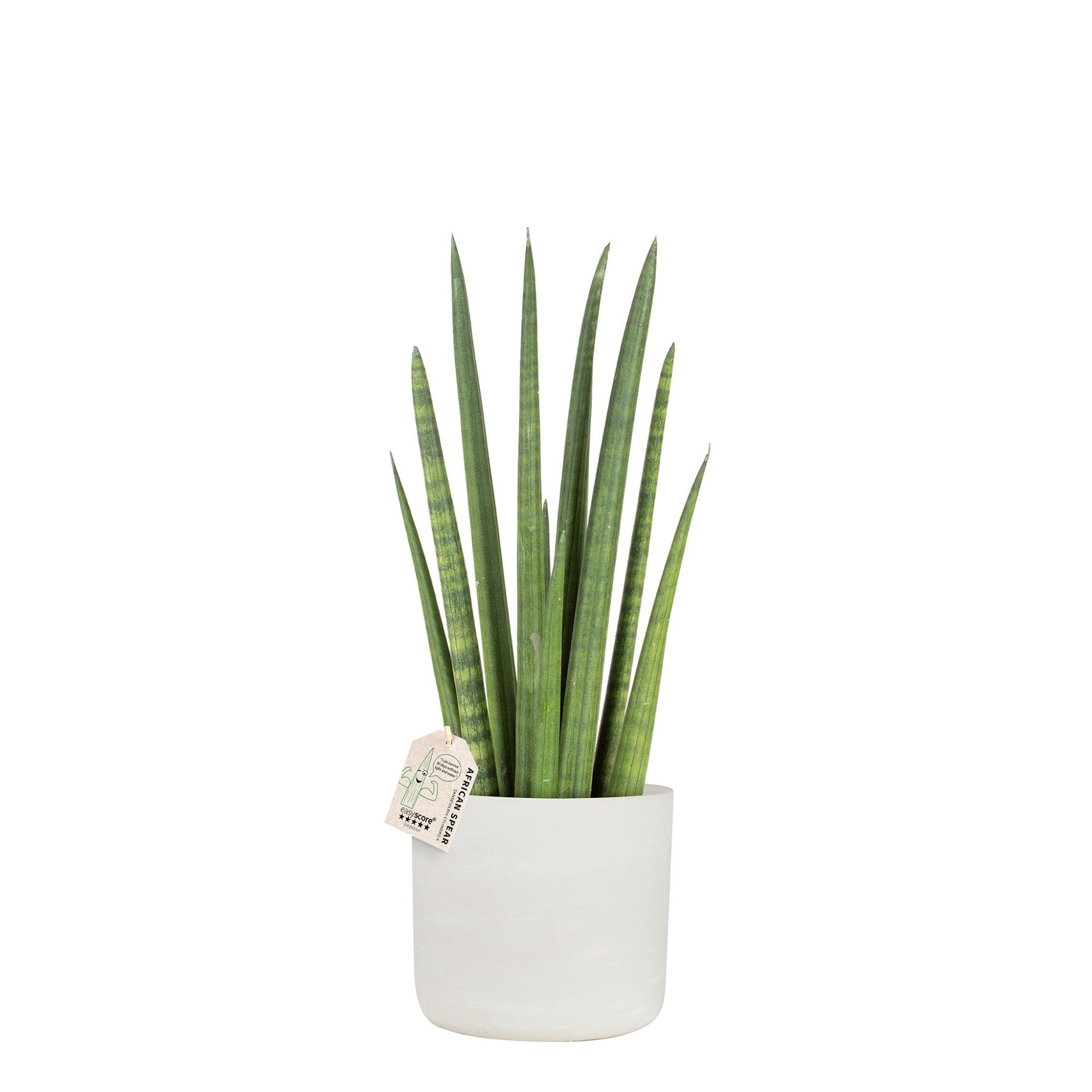 Raw Grey, Sansevieria ´Rocket´, D 19