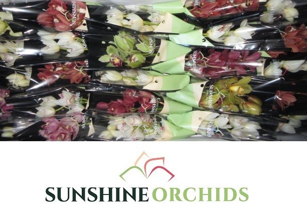 Цимбидиум мини Микс x25 30, шт.