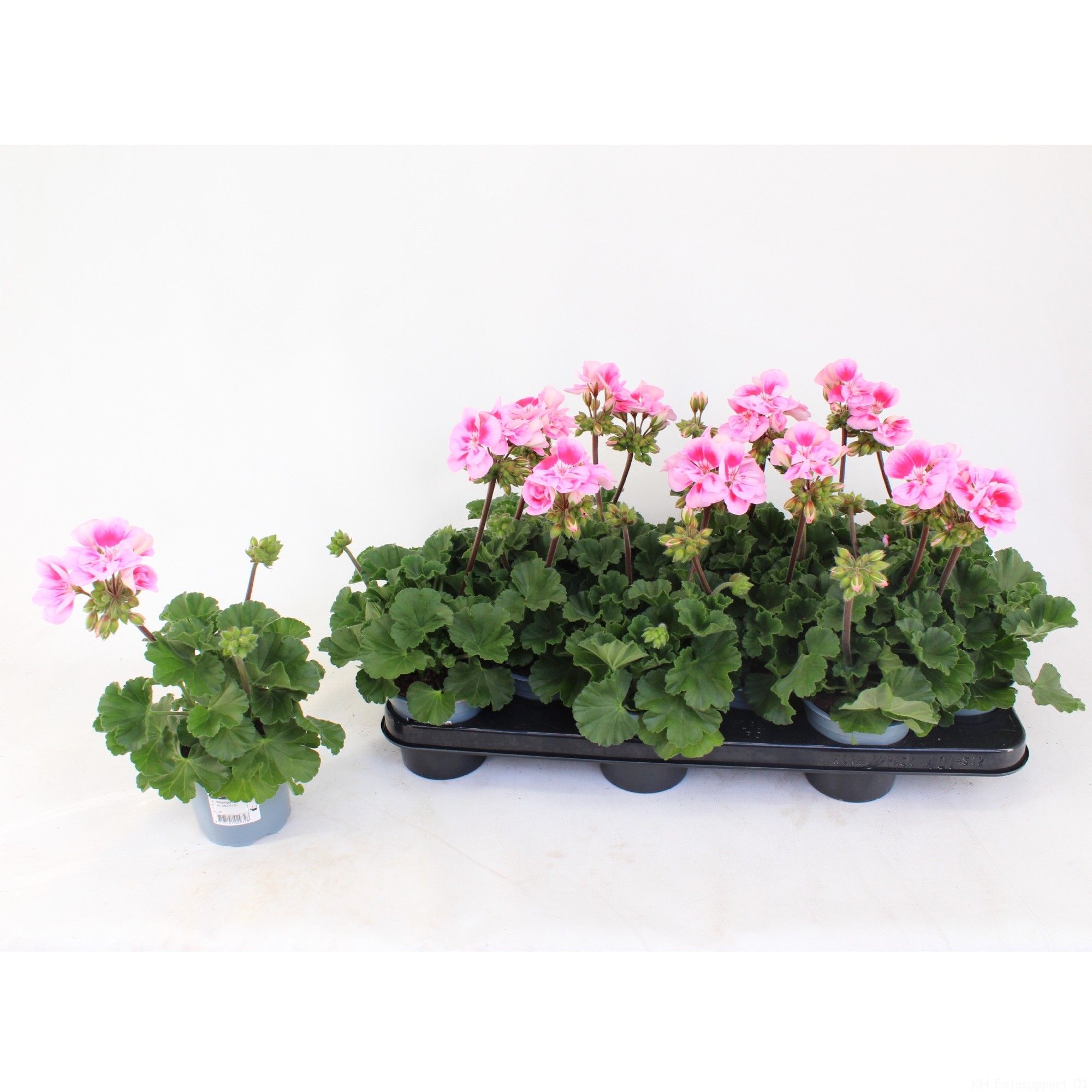 Pelargonium Zonale Toscane Linus, D 10,5