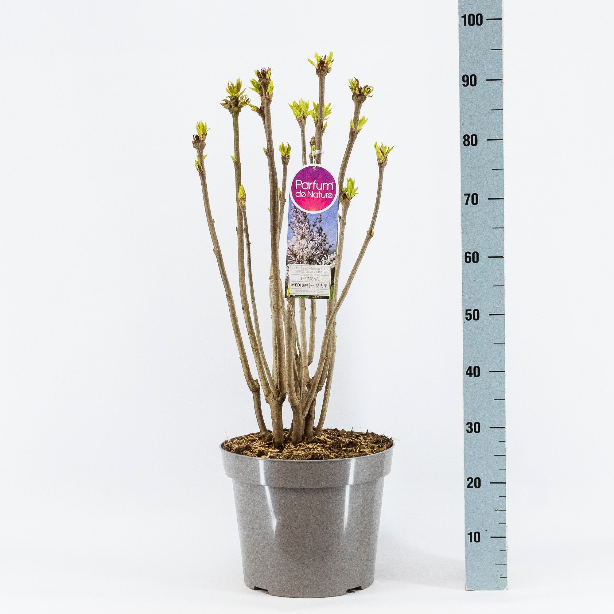 Syringa (V) Telimena, 3-jarig, C15 Solitair, D 32