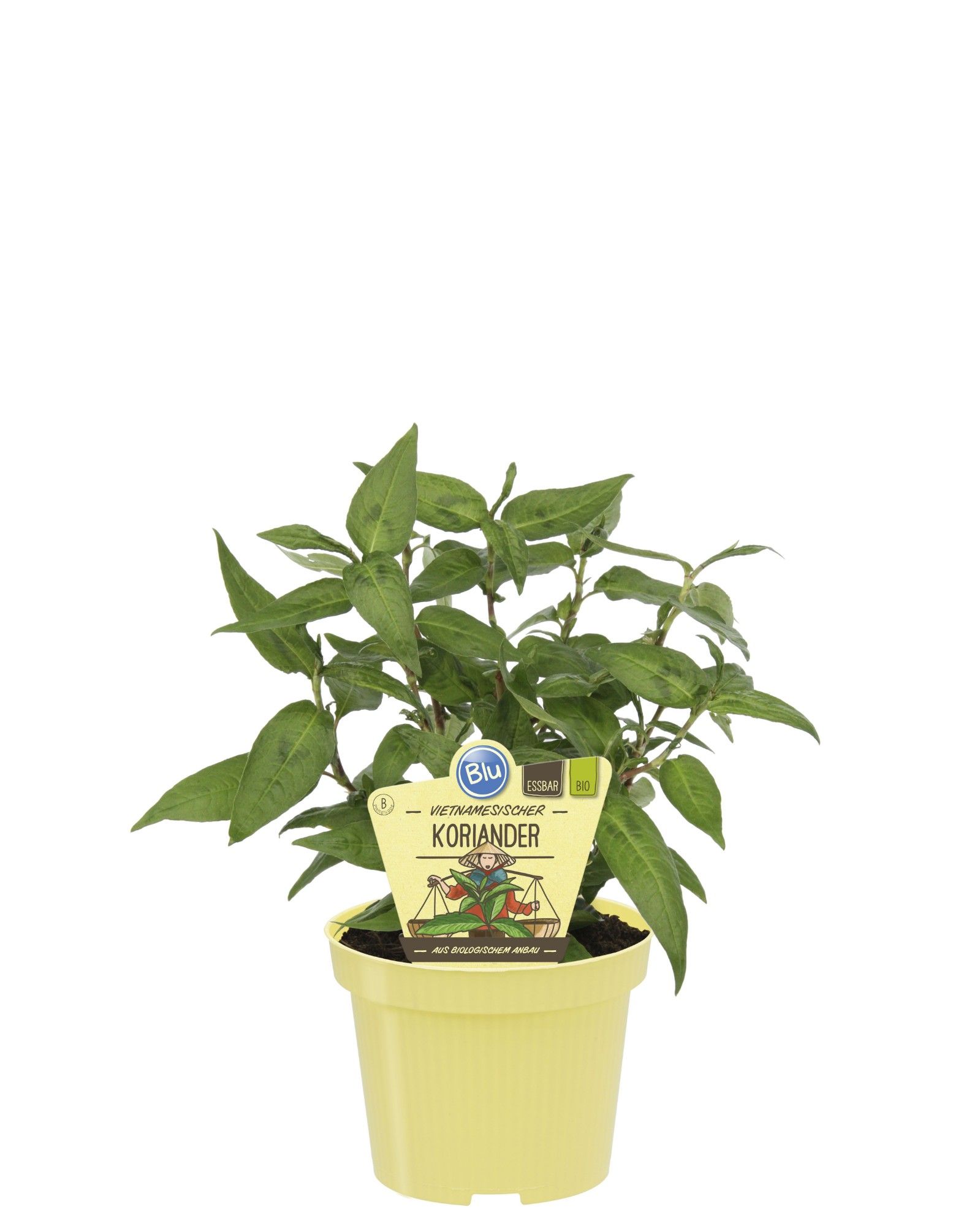 Polygonum odoratum, D 12