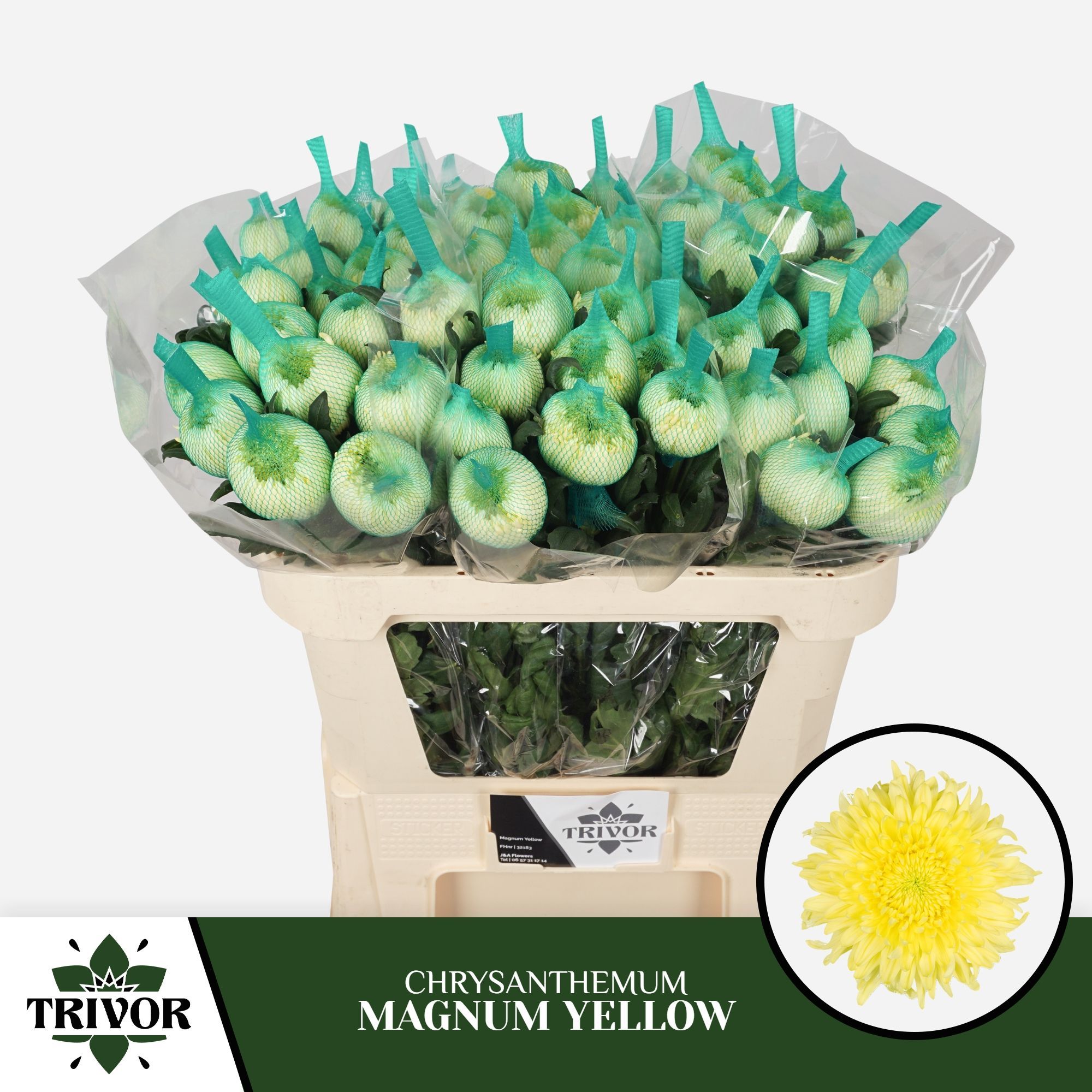 Хризантема од. Магнум Еллоу 70 (желт.), шт.