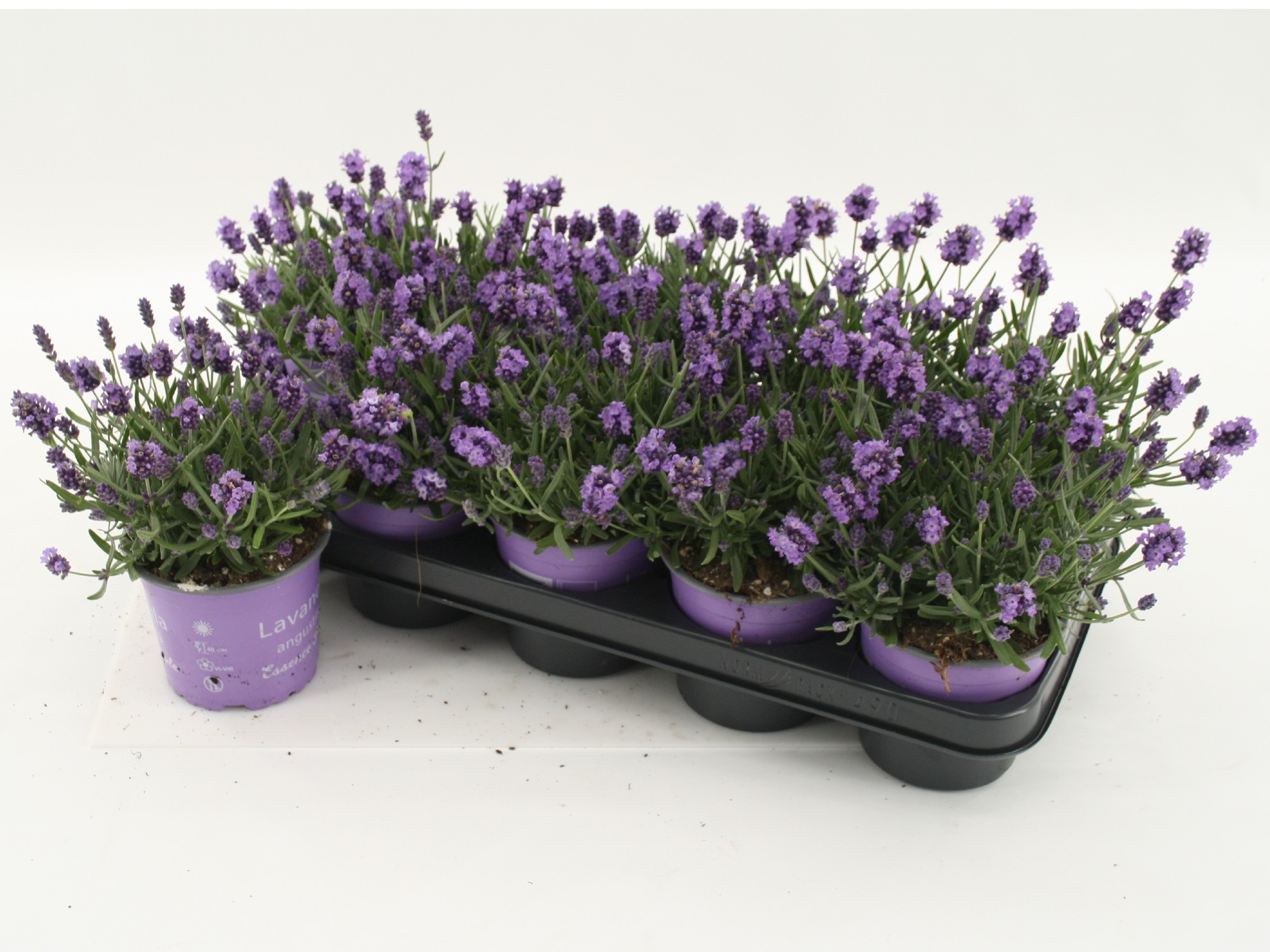 Lavandula angustifolia Essence Purple, D 12