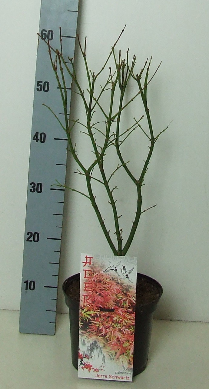 Acer palmatum 'Jerre Schwartz' P19 Full CC, D 19
