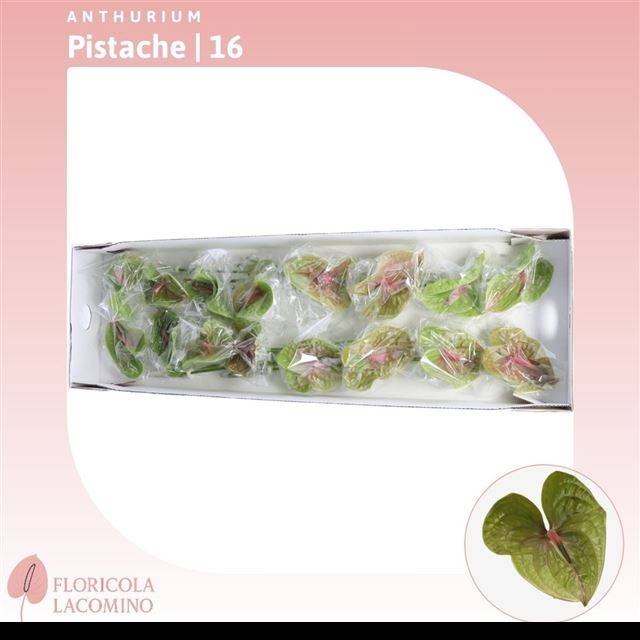 Антуриум Писташ, шт.