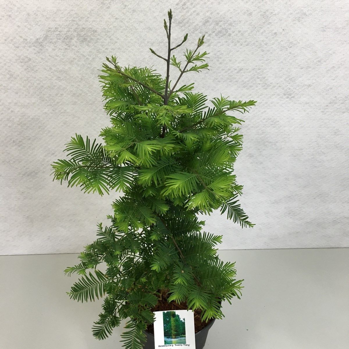 Metasequoia glyptostroboides 'Hamlet's Broom', D 40