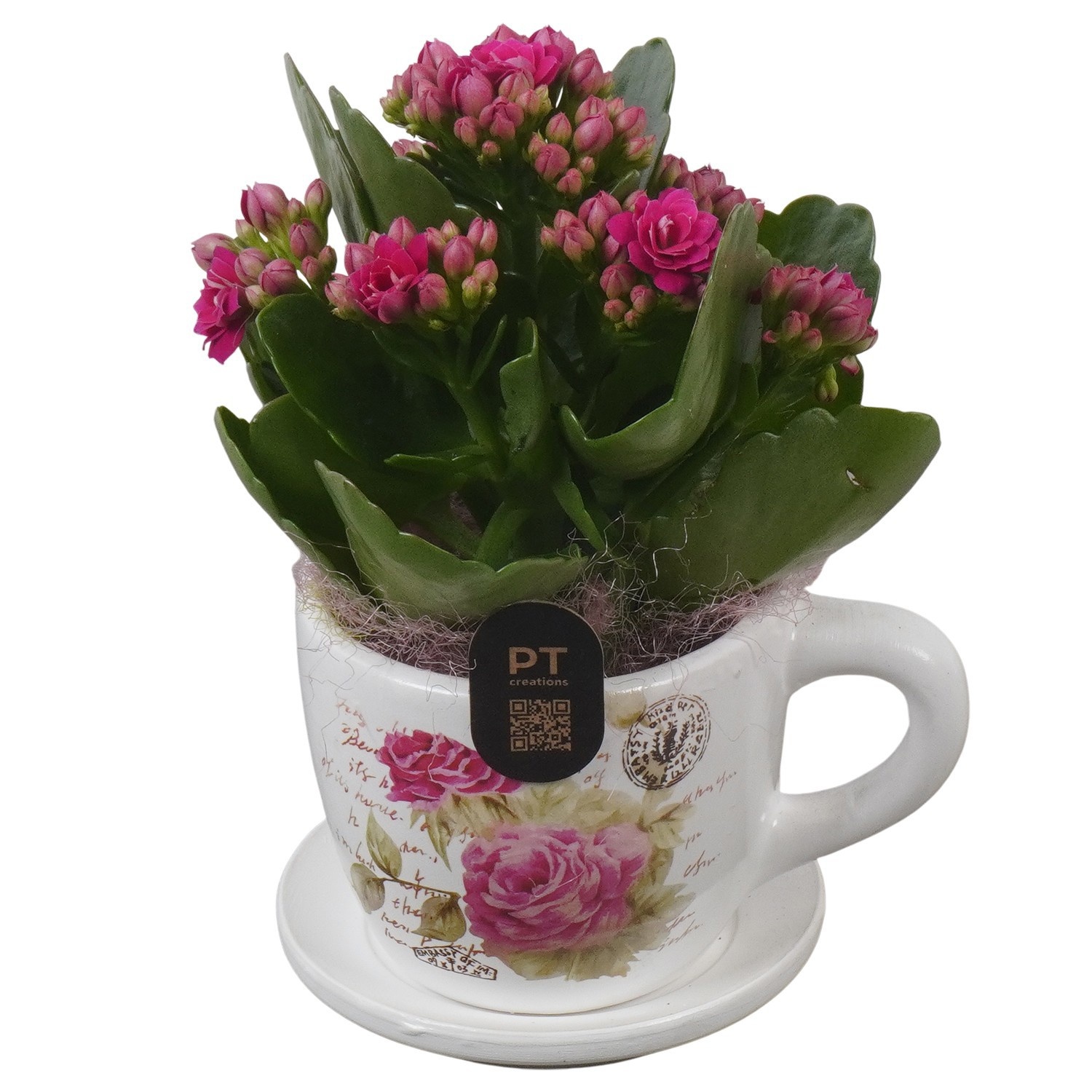 PTIB5198 Arrangement Indoor in keramiek kop en schotel, D 8