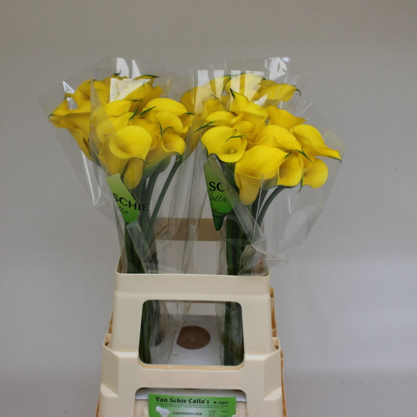 Калла Голд Медал 55, шт.