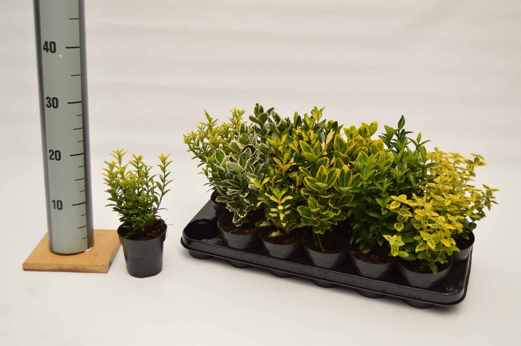 Euonymus gemengd, D 9