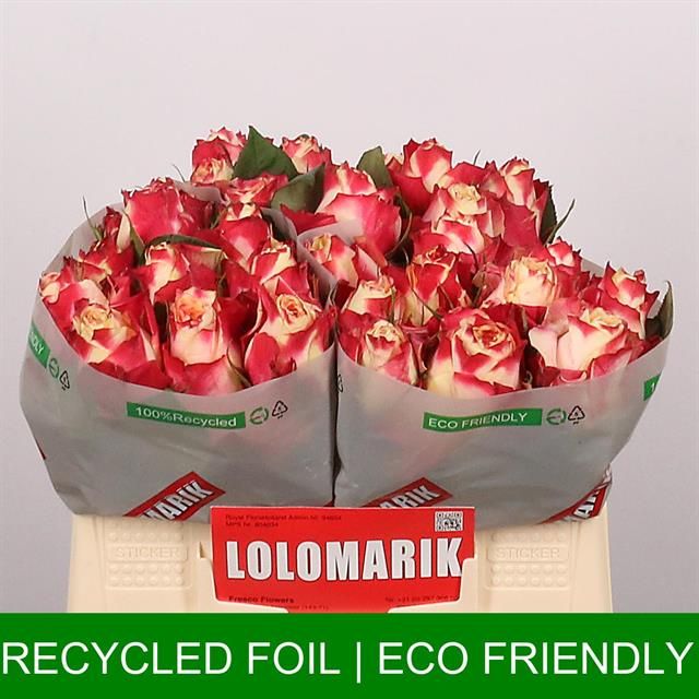 Роза од. Чапю 35, шт.