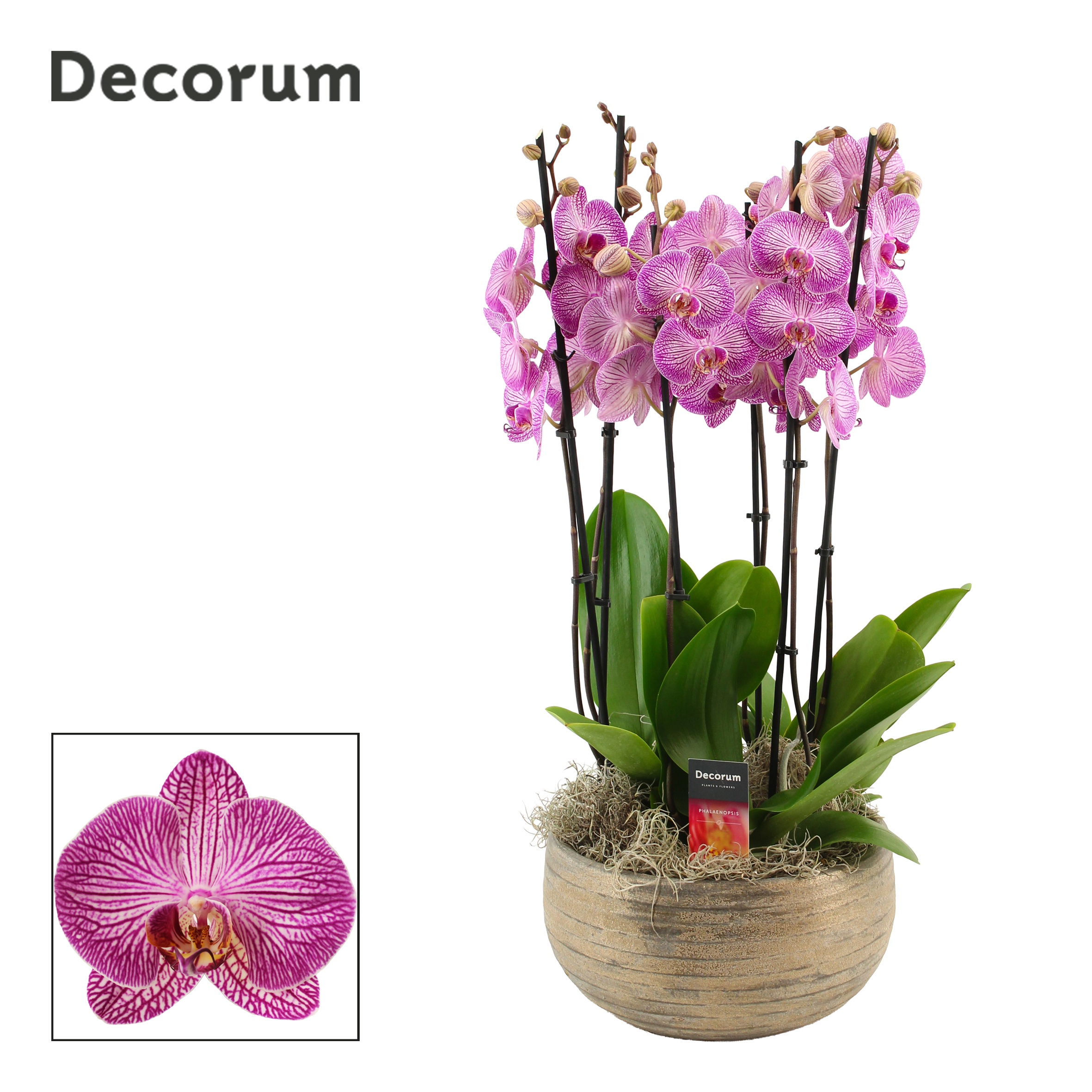 Oro 6 tak symphony purple (Deco-collection), D 27