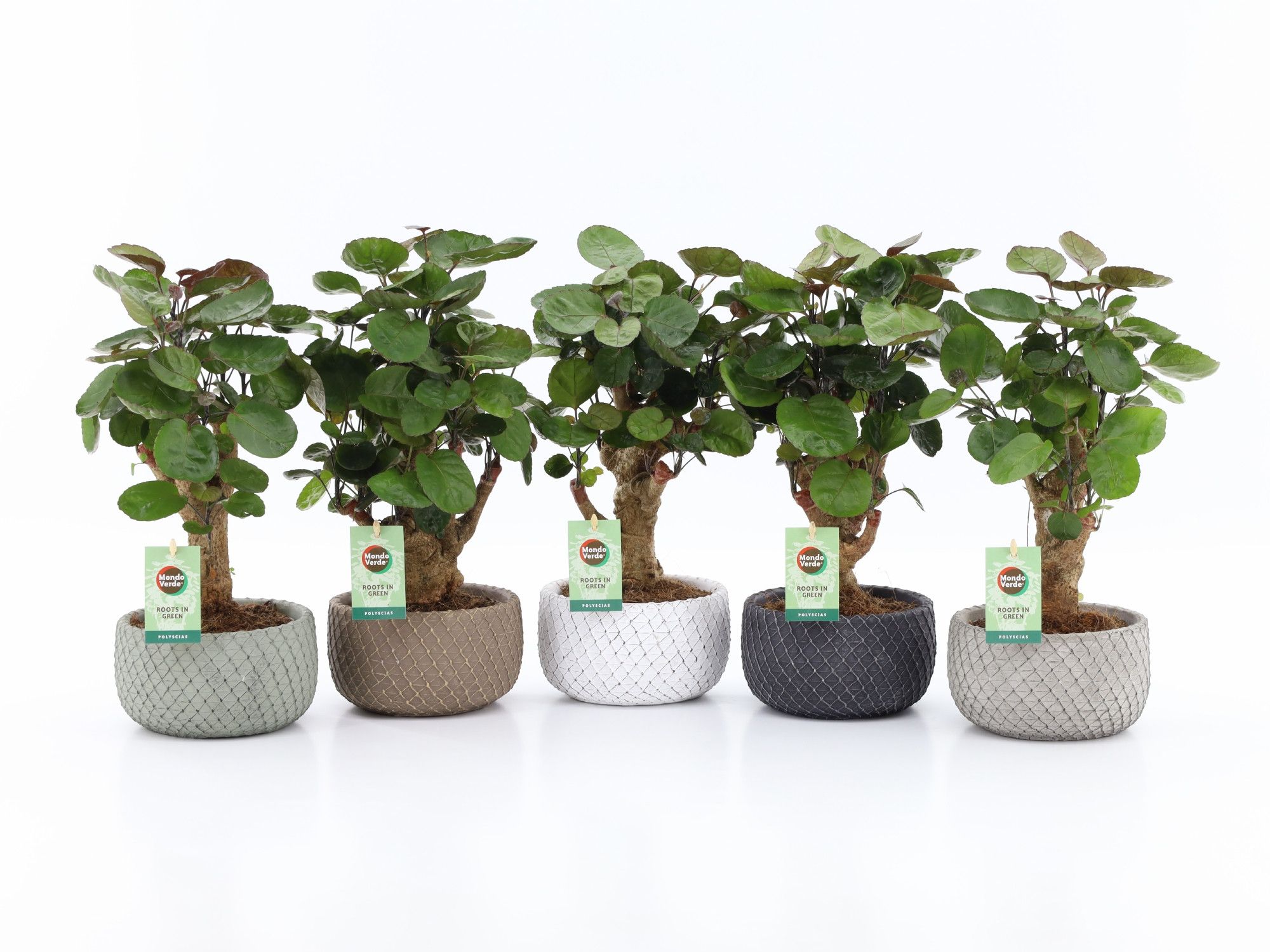 Polyscias Fabian in Classic Stone schalen, D 16