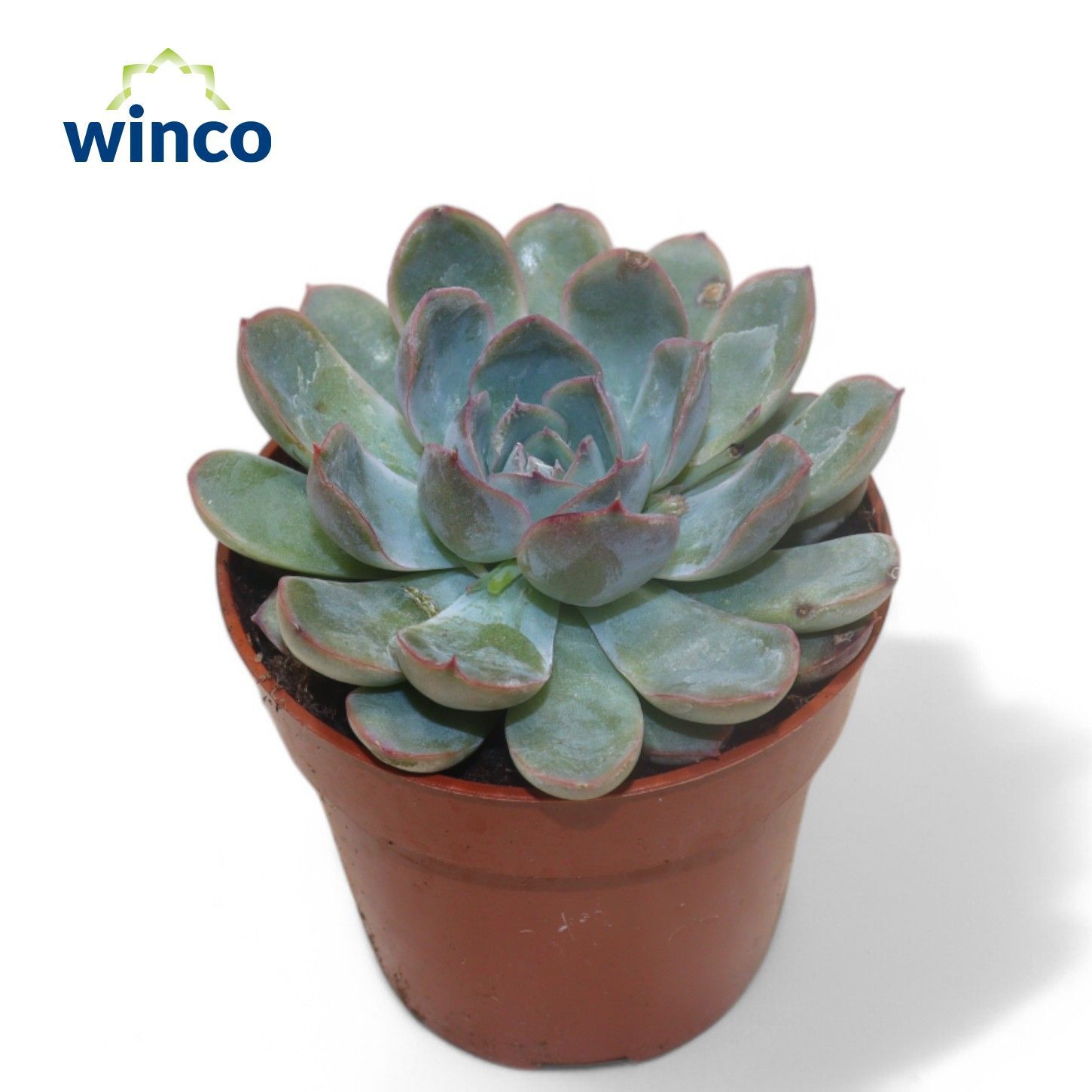 Echeveria Pulidonis Grey, D 8,5