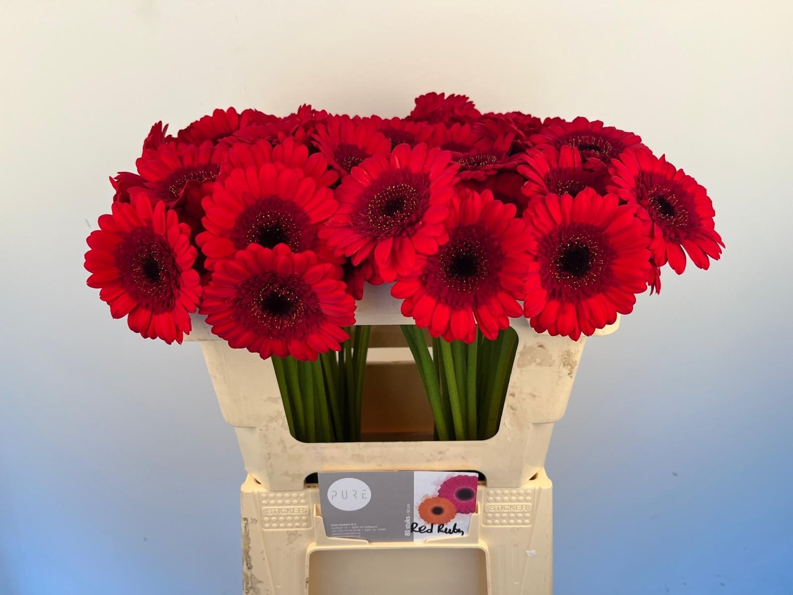 Гермини Рэд Руби, шт.