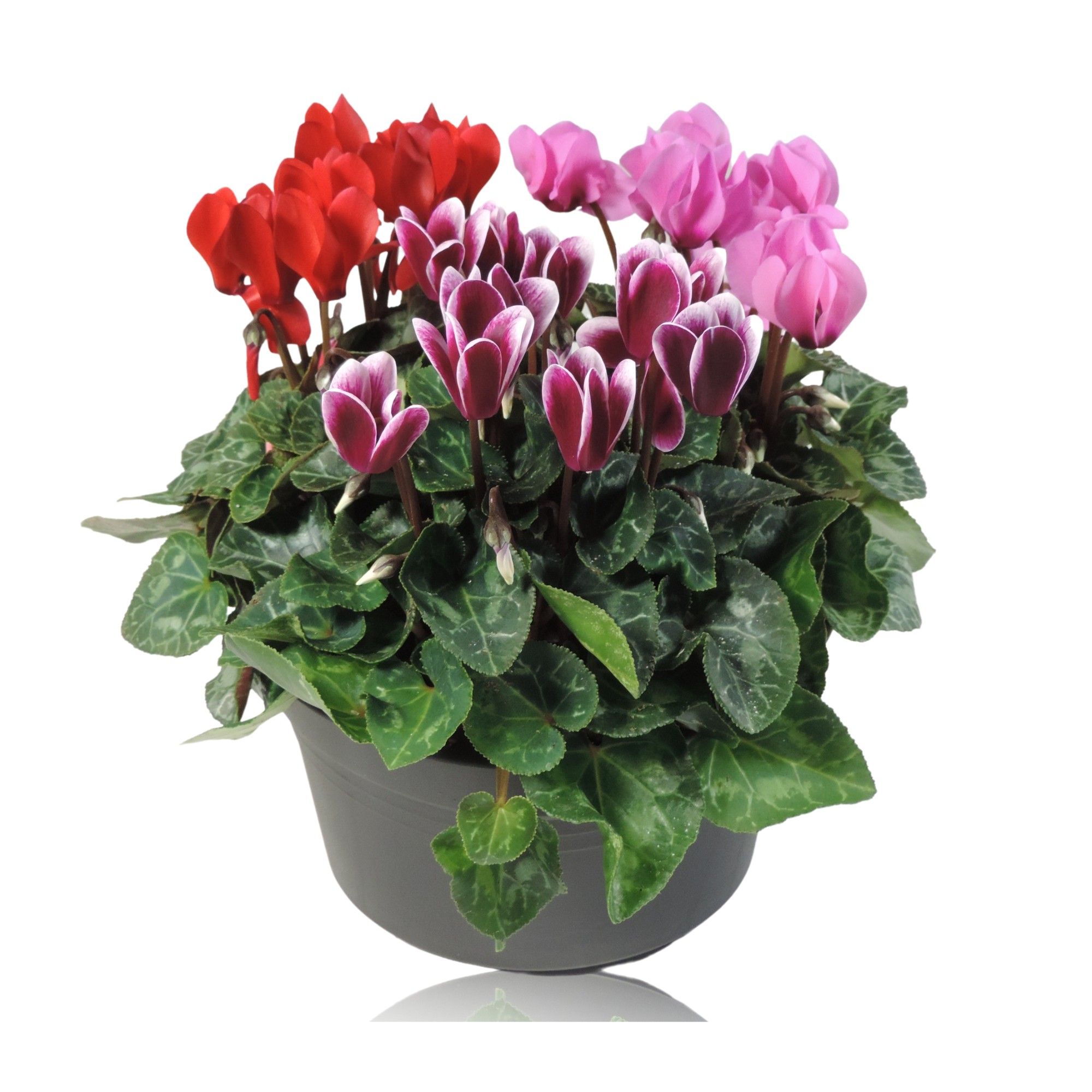 Cyclamen Super Serie Carnaval Schaal 19 cm, D 19
