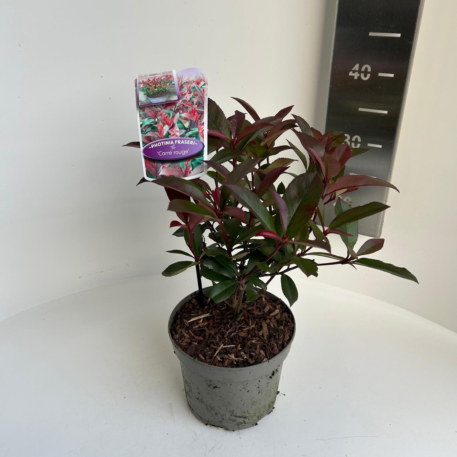 Photinia fras. Carre Rouge, D 17