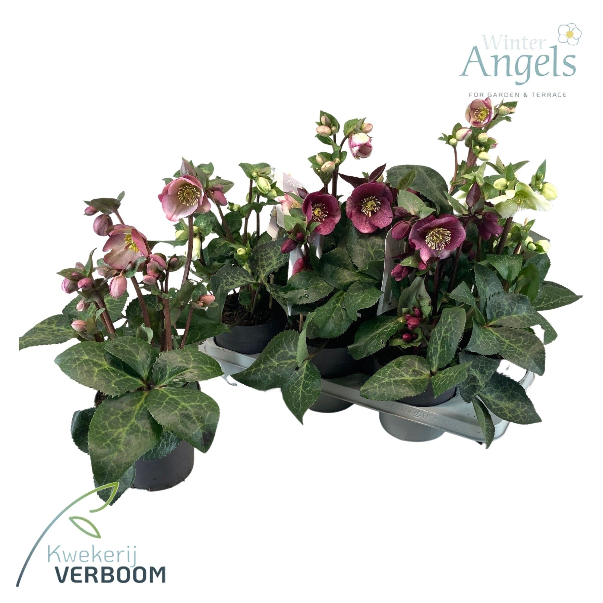 Helleborus Frostkiss mix p15 medium, D 15