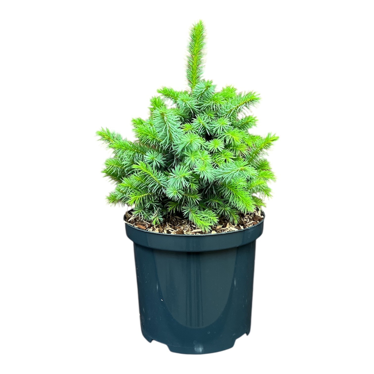 Picea s. 'Midget', D 18