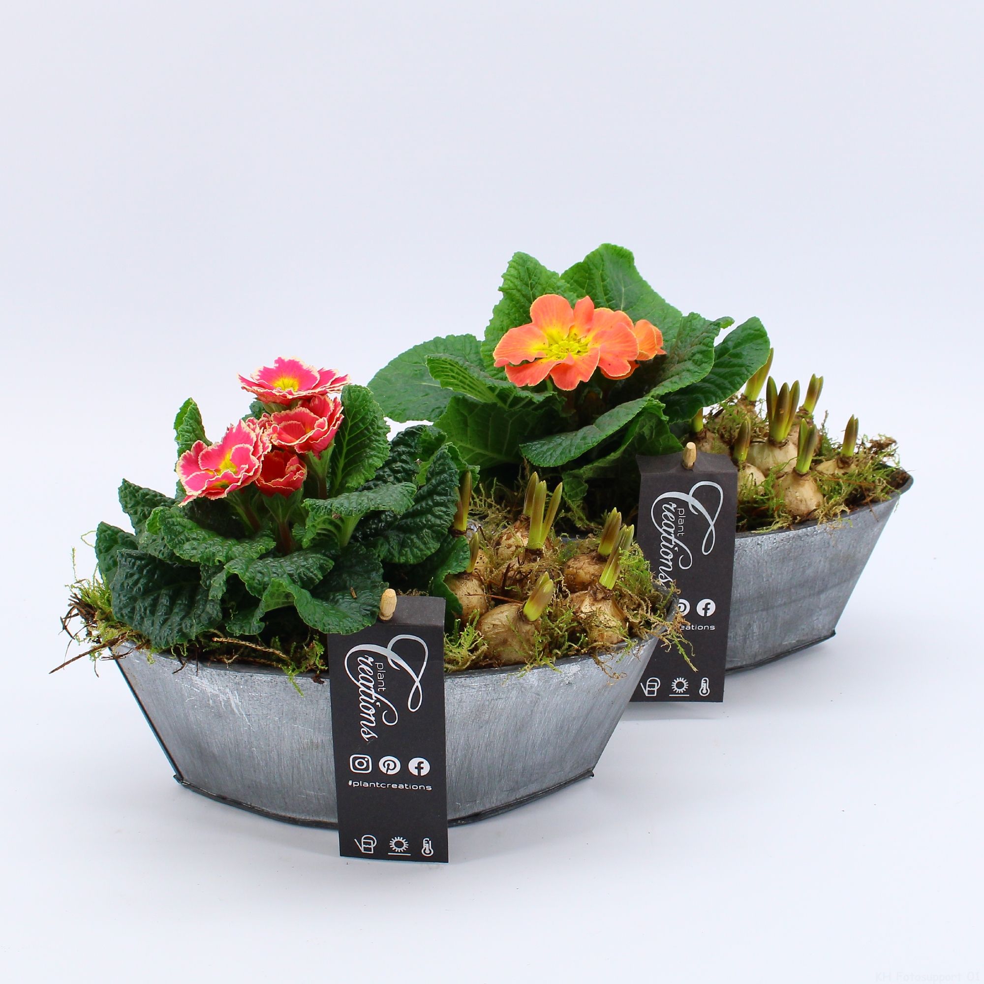 PMCR-2624 Primula creations, D 22