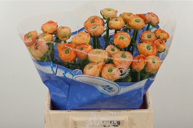 Ранункулус Саксесс Нюанс 40, шт.