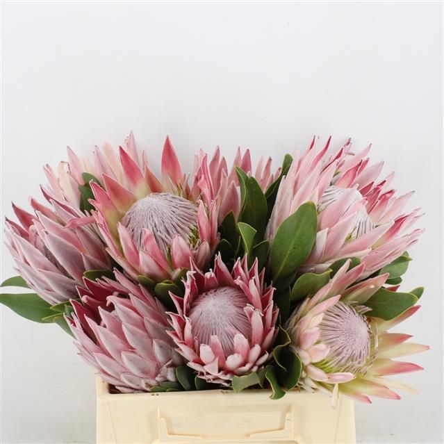 Протея Цинароидес 40, шт.