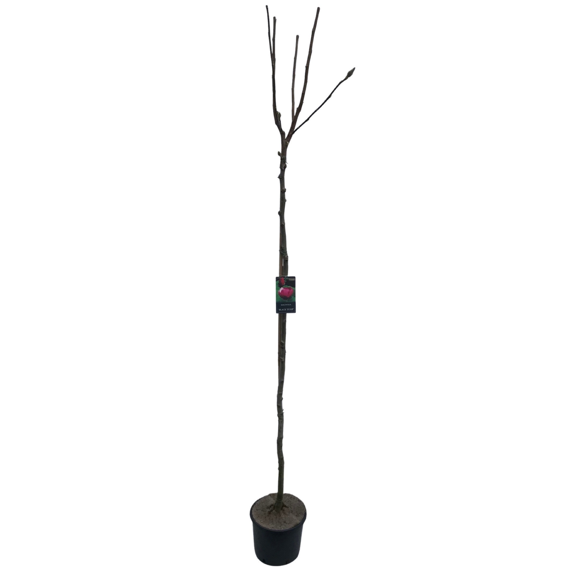 Magnolia 'Black Tulip'® Stam 180cm, D 32