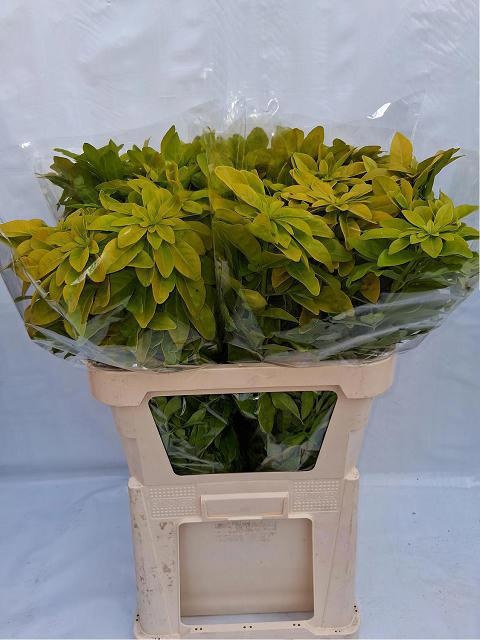 Чозия Лич 80, шт.