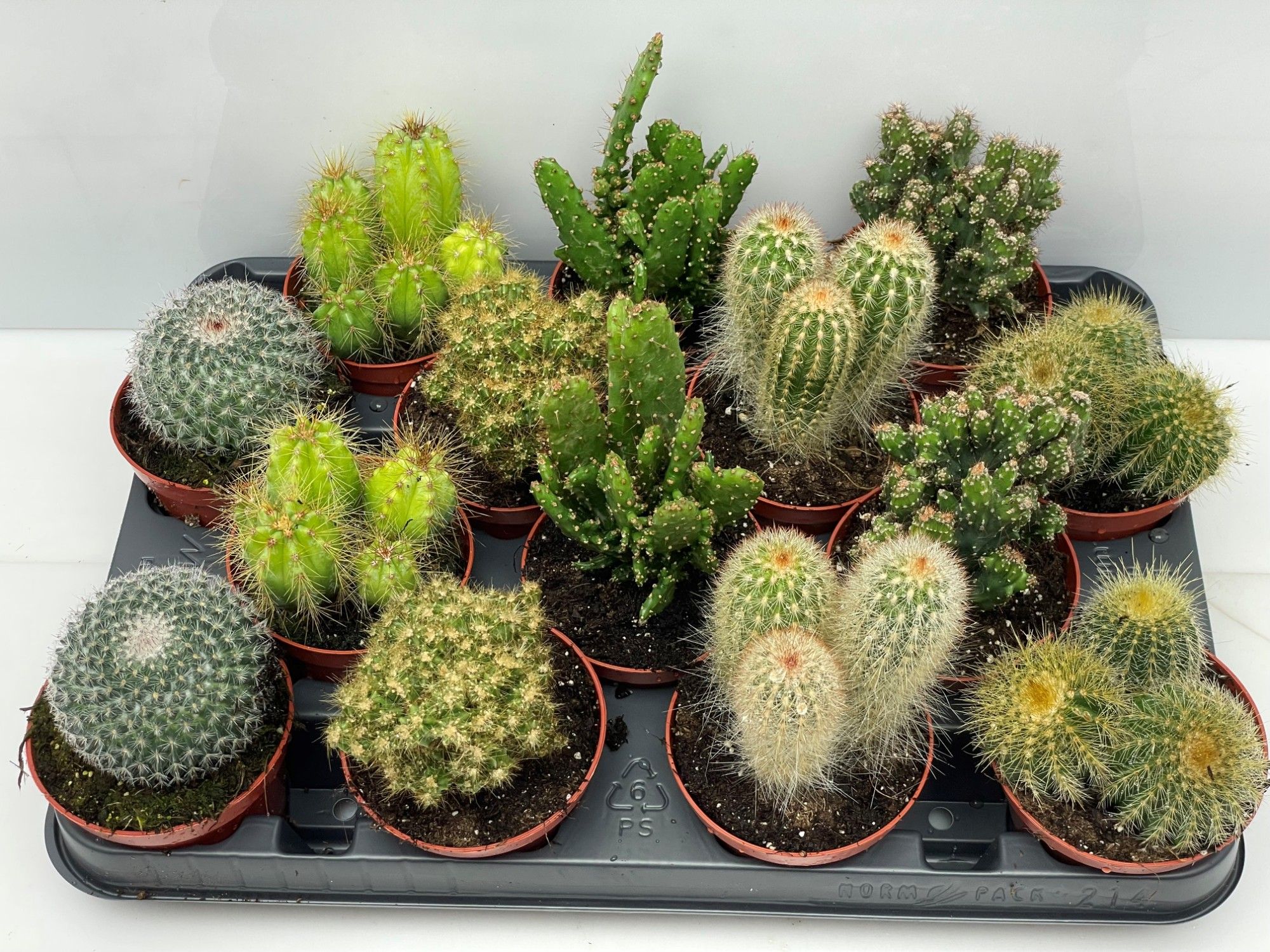 Engeland art.994 Cactus gemengd 8,5 cm, D 8,5