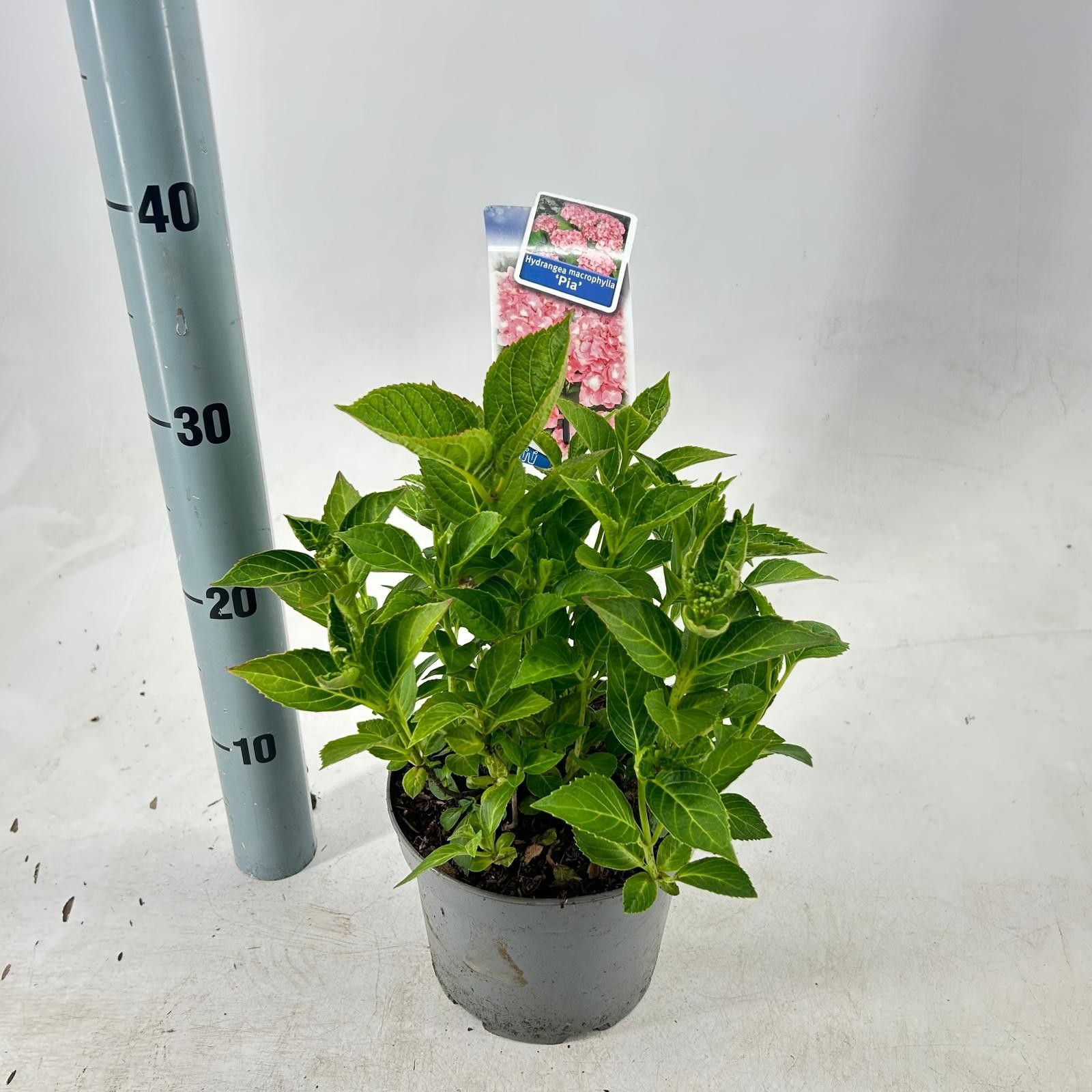 Hydrangea macr. 'Pia', D 17 cm