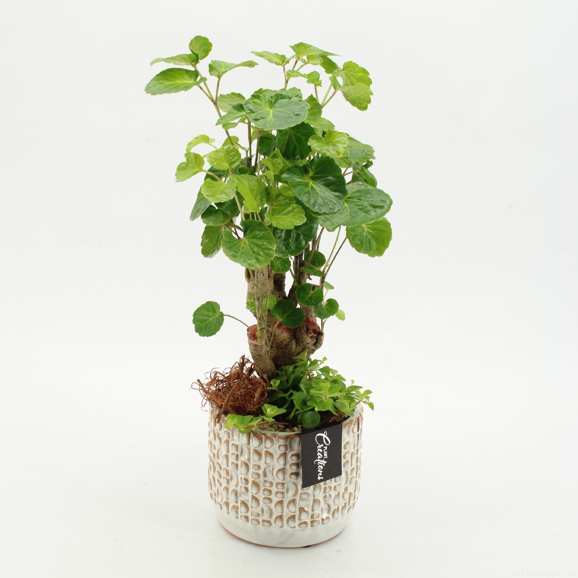 GRCR-2621 Green Essentials, D 14