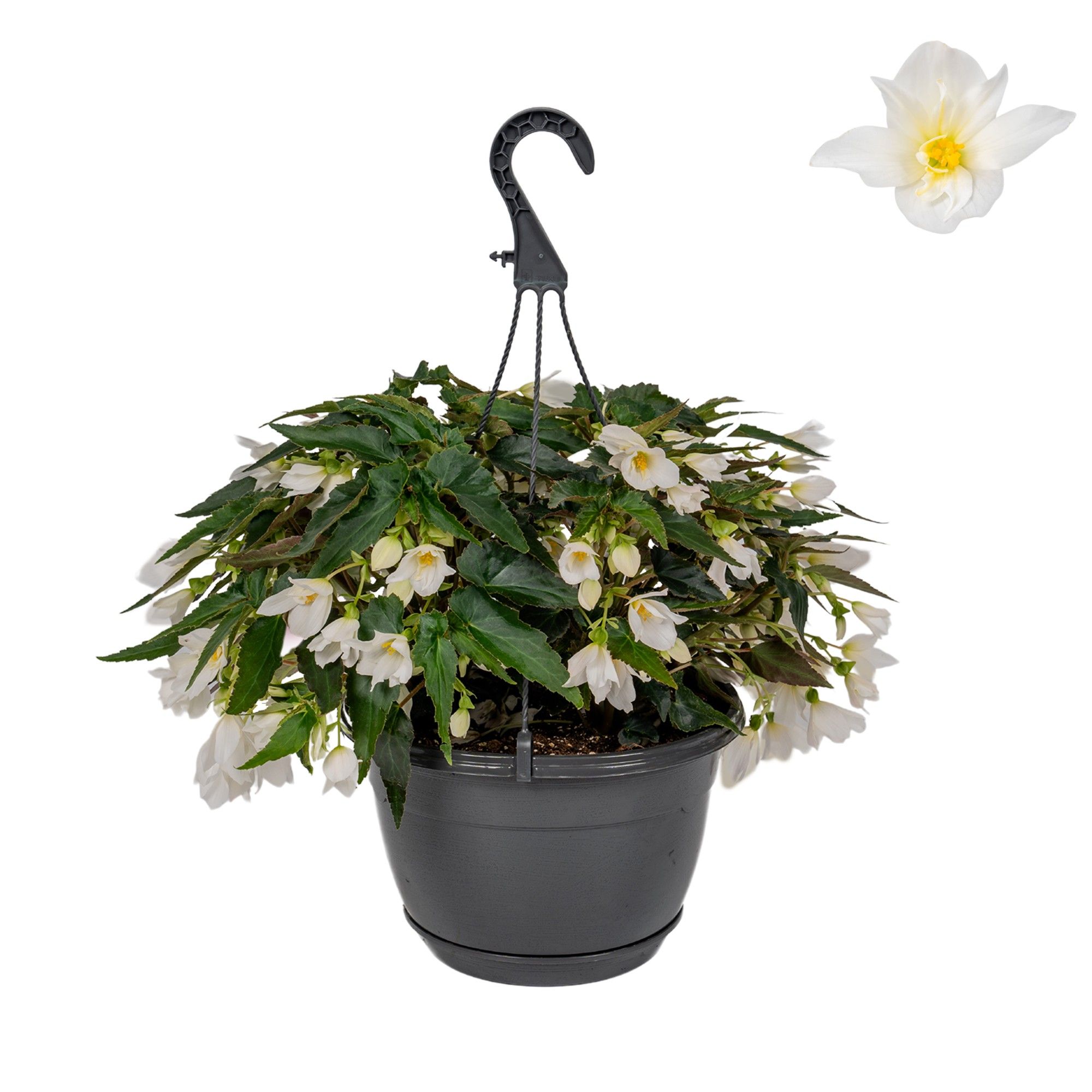 Hpot Begonia Wit, D 25