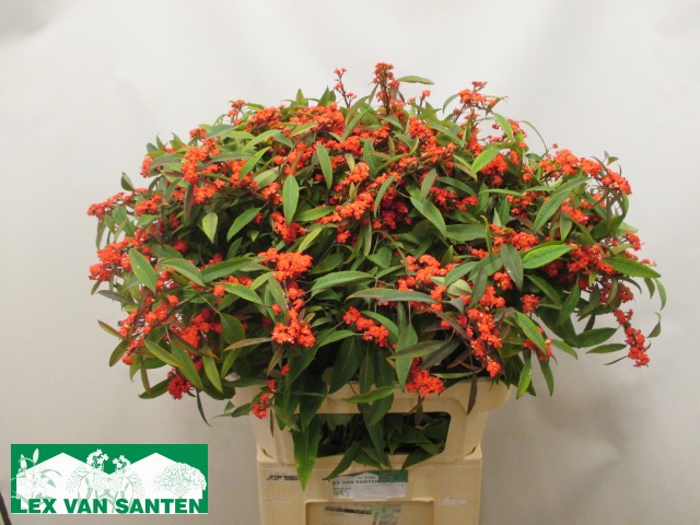 Эуфорбия куст. Мариелль 80, шт.