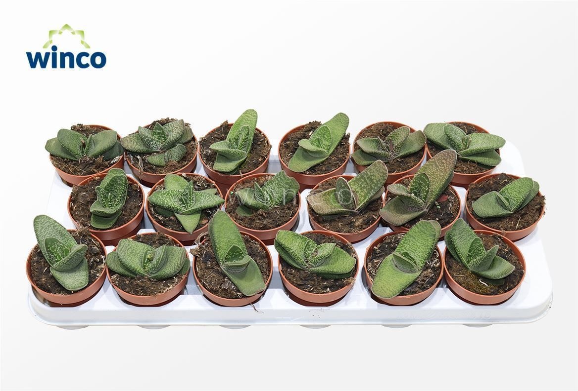 Gasteria Batesiana, D 8,5 cm