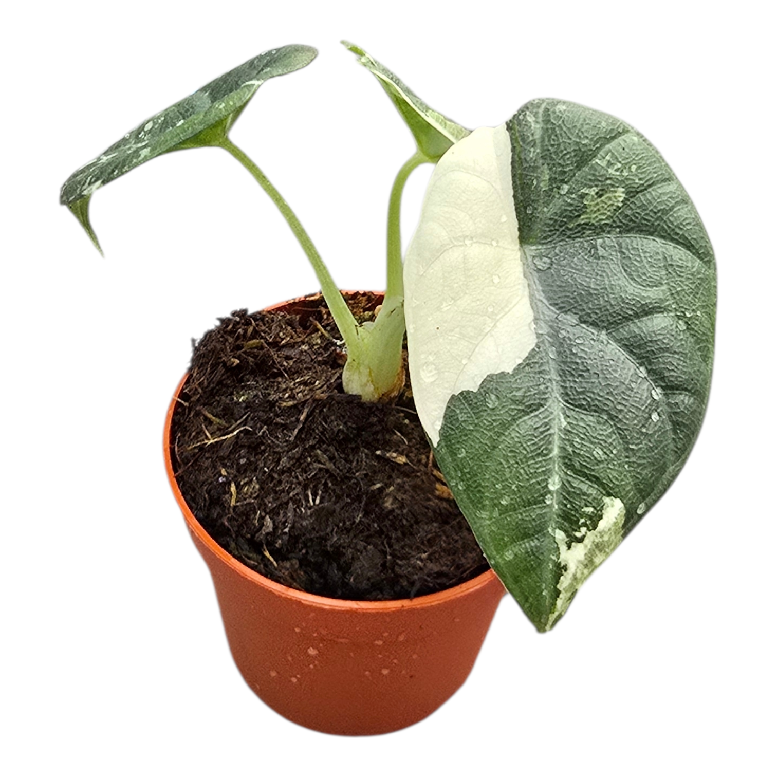 Alocasia Maharani Variegata, D 7