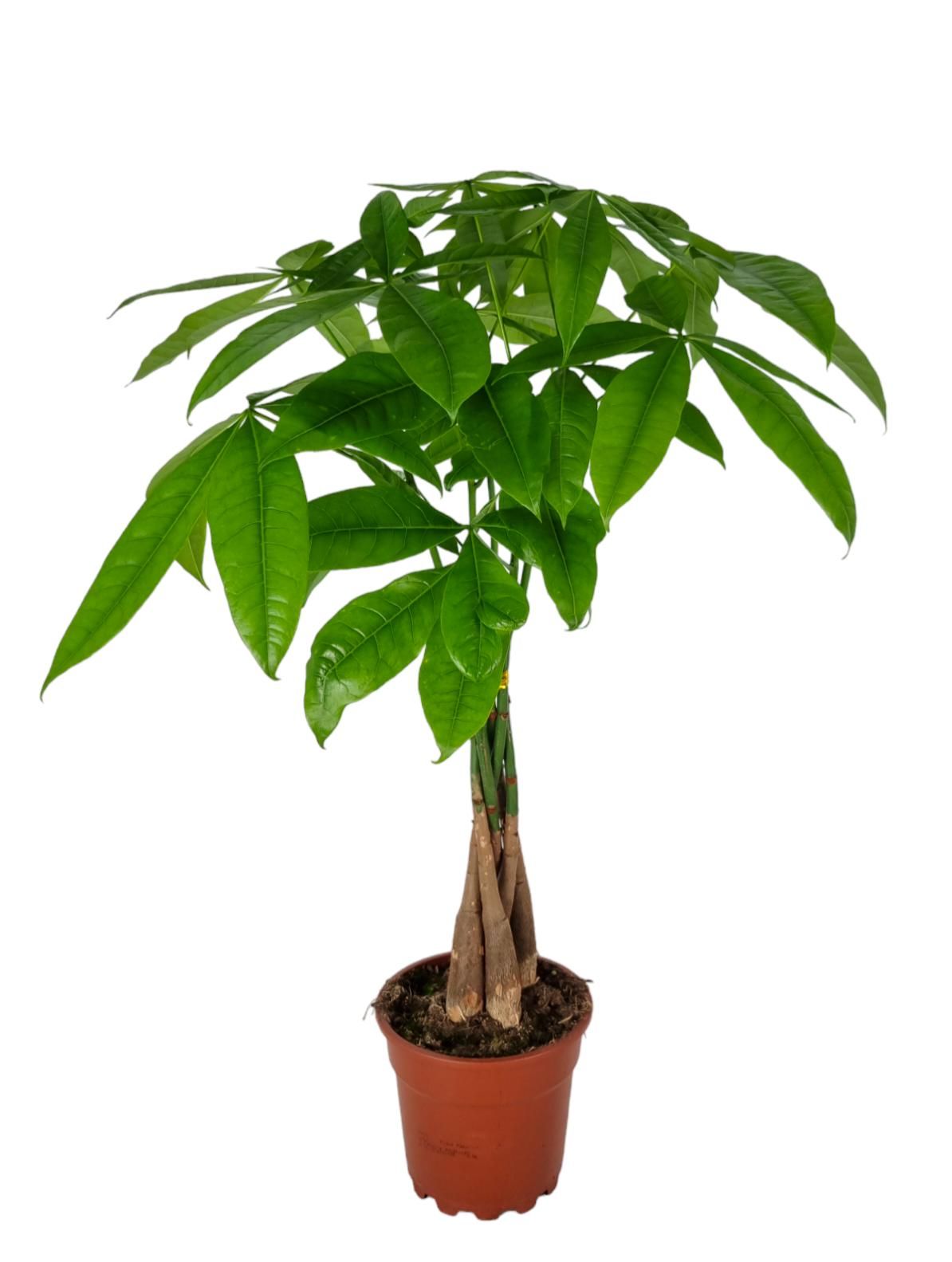 Pachira Aquatica 17 cm, D 17