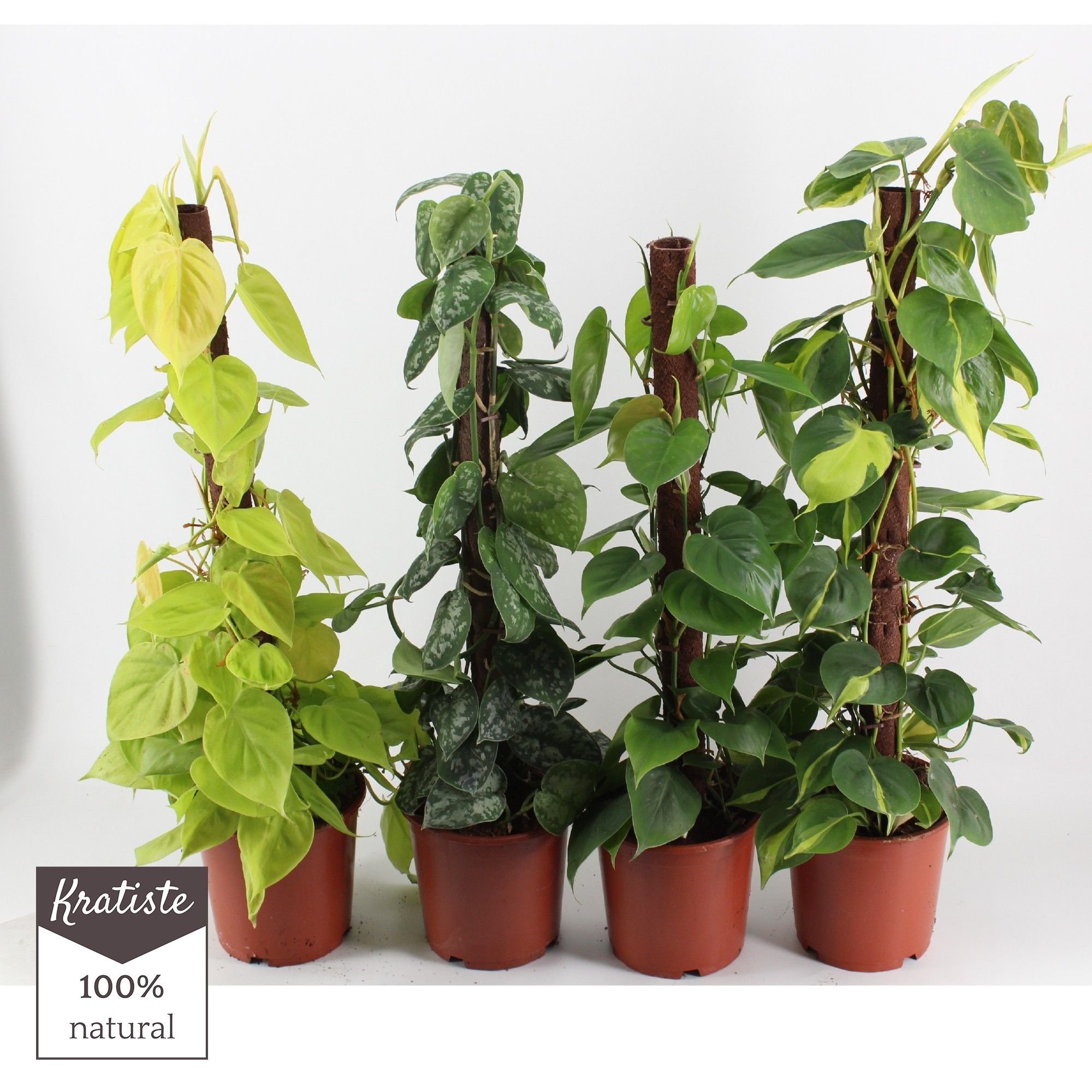 PHILODENDRON MIX KRATISTE KLIMSTOK, D 19