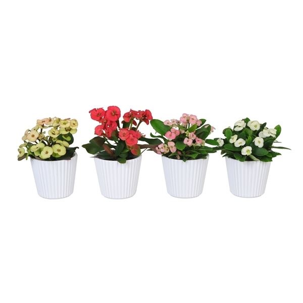 L 67049 With Euphorbia Milii 6 cm, D 6 cm