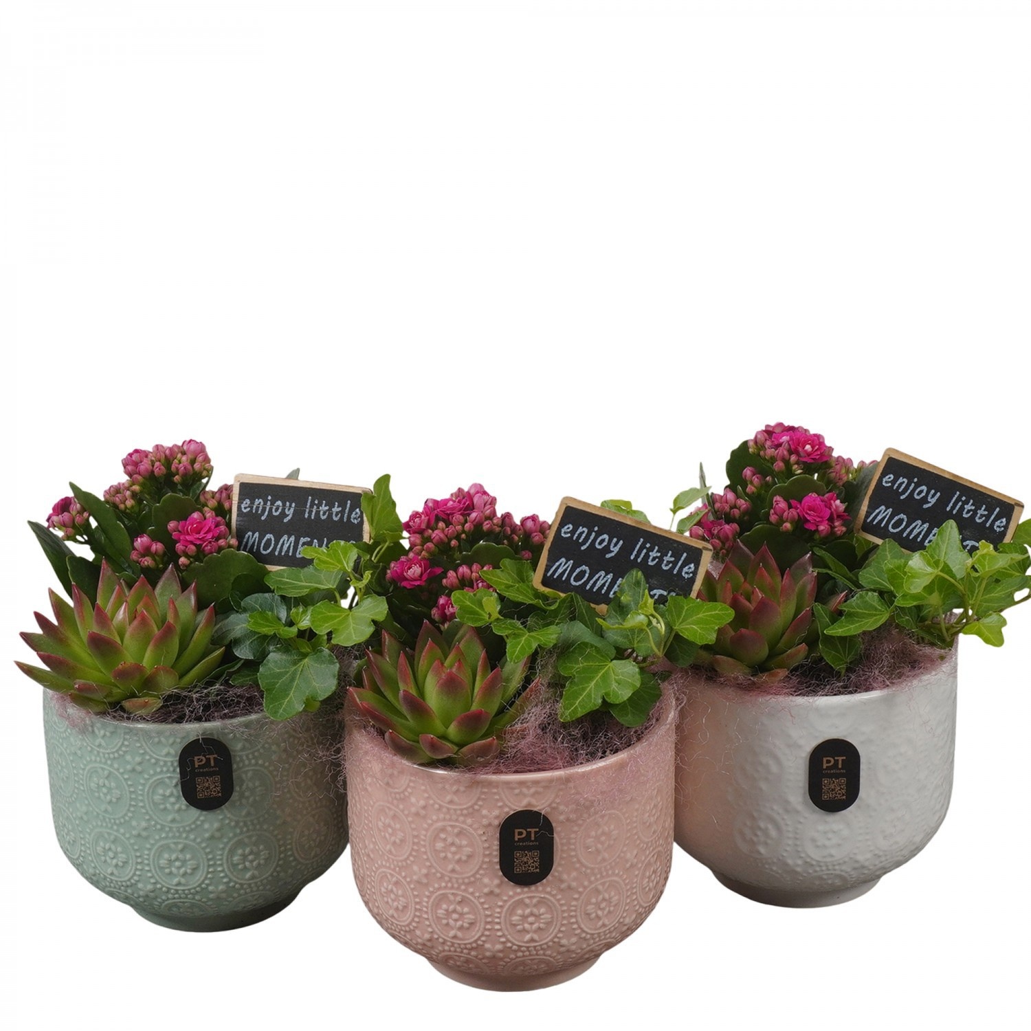 PTIB5180 Arrangement Indoor in keramiek pot, D 12