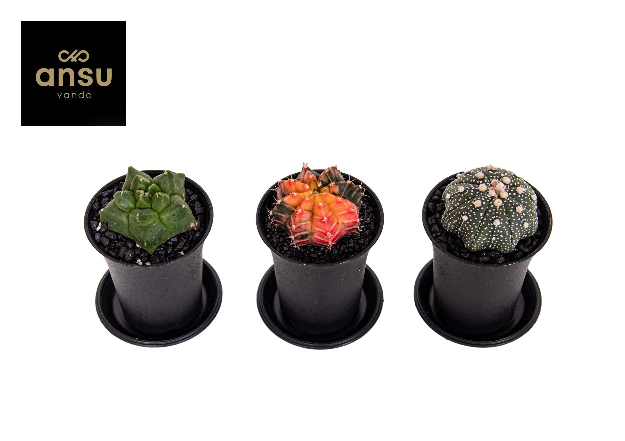 Exclusive Cactus Mix, D 7,5