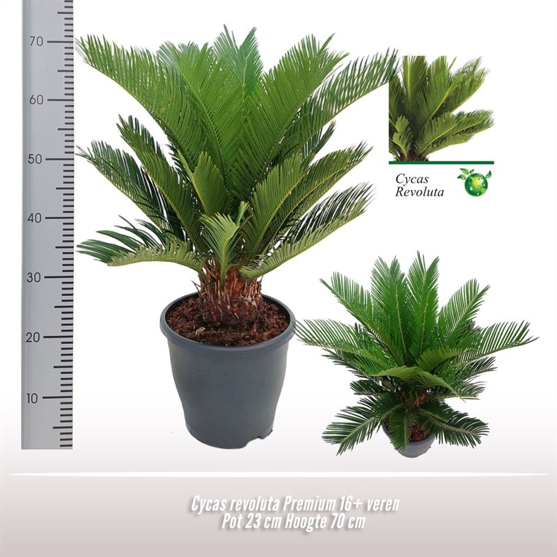Cycas revoluta Premium, D 23