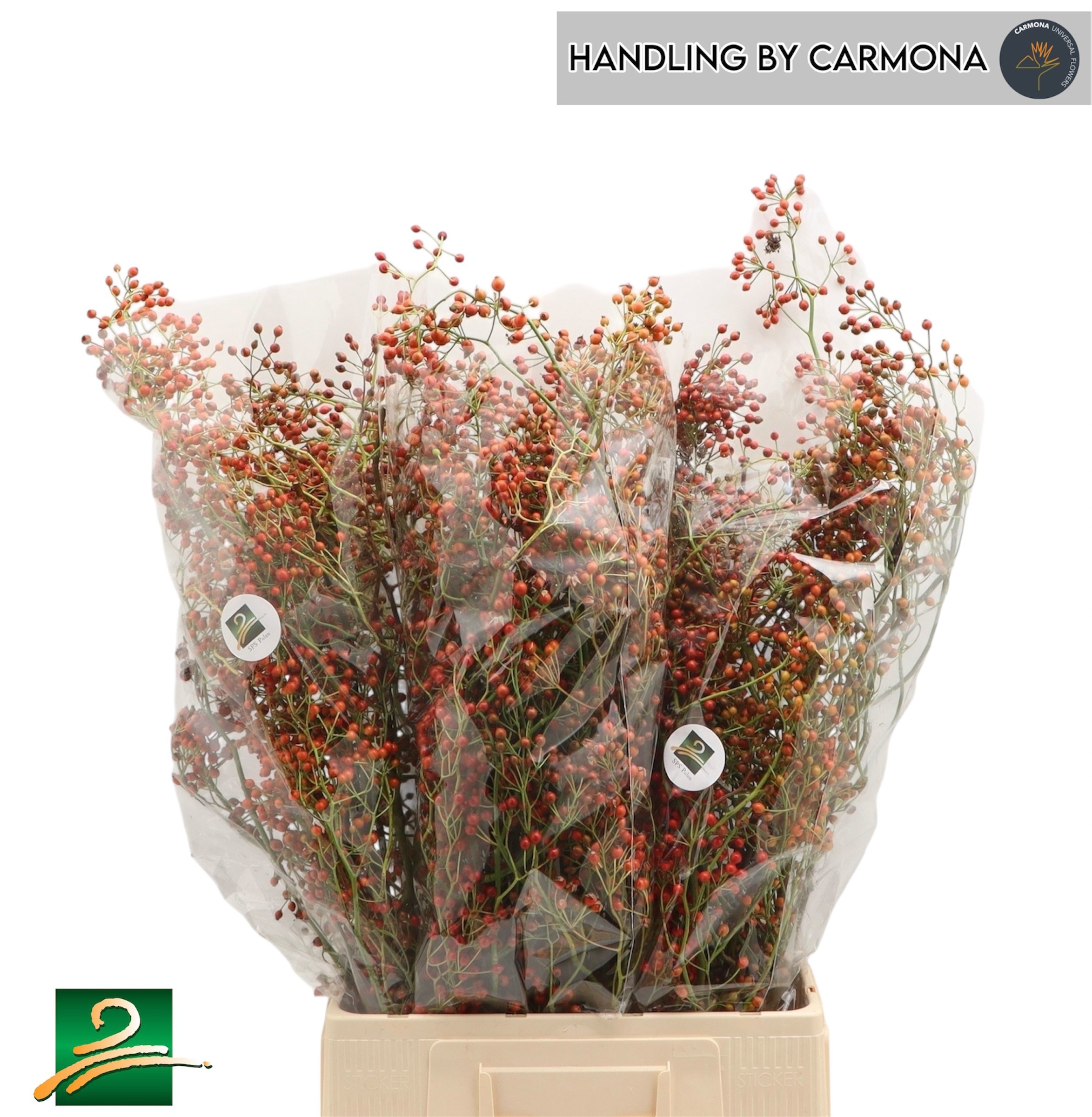 Рузботель Коралло 70, шт. Рузботель Коралло 70, шт.