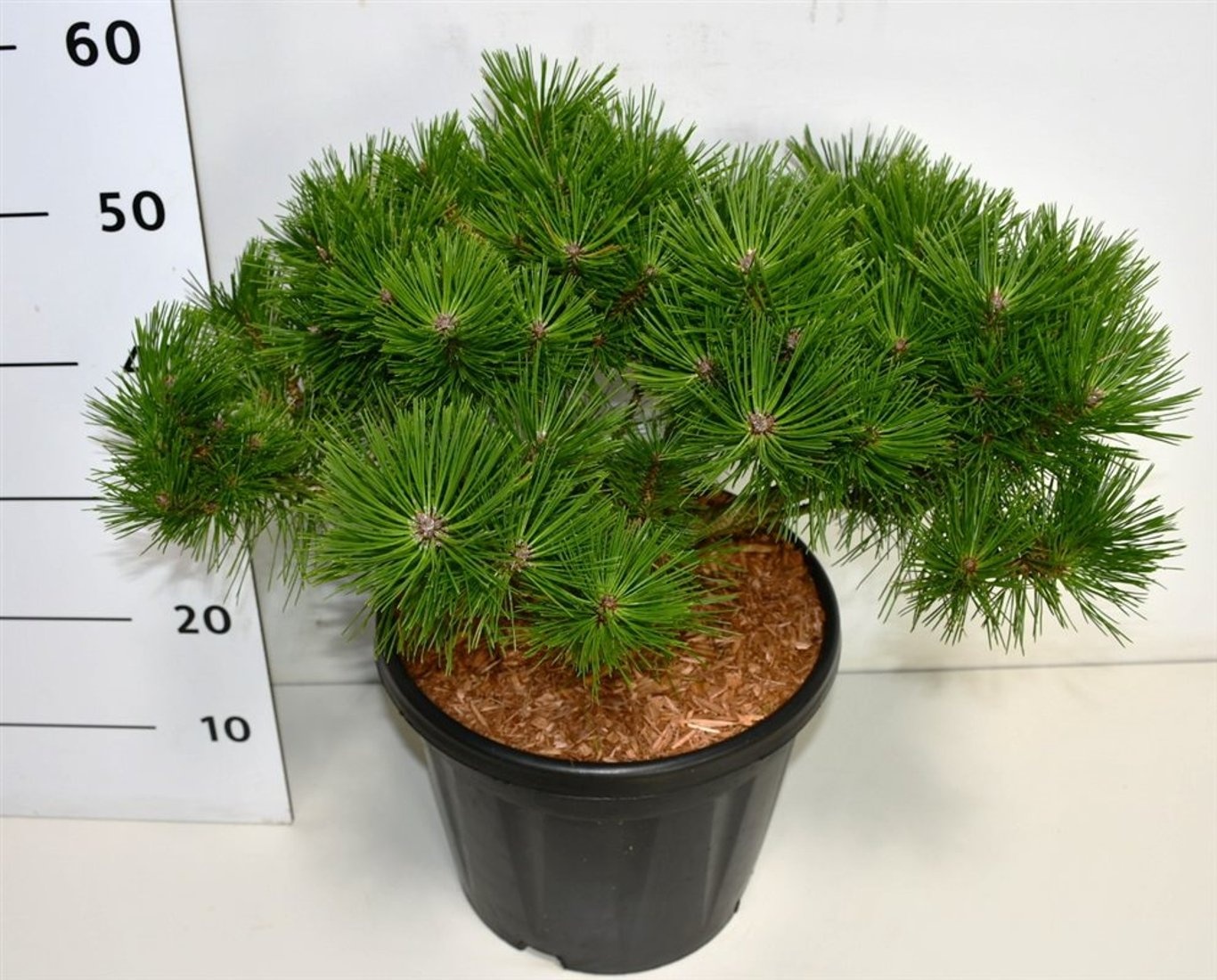 Pinus d. 'Low Glow', D 38