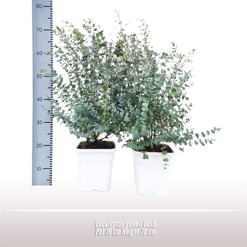 Eucalyptus gunnii struik, D 19