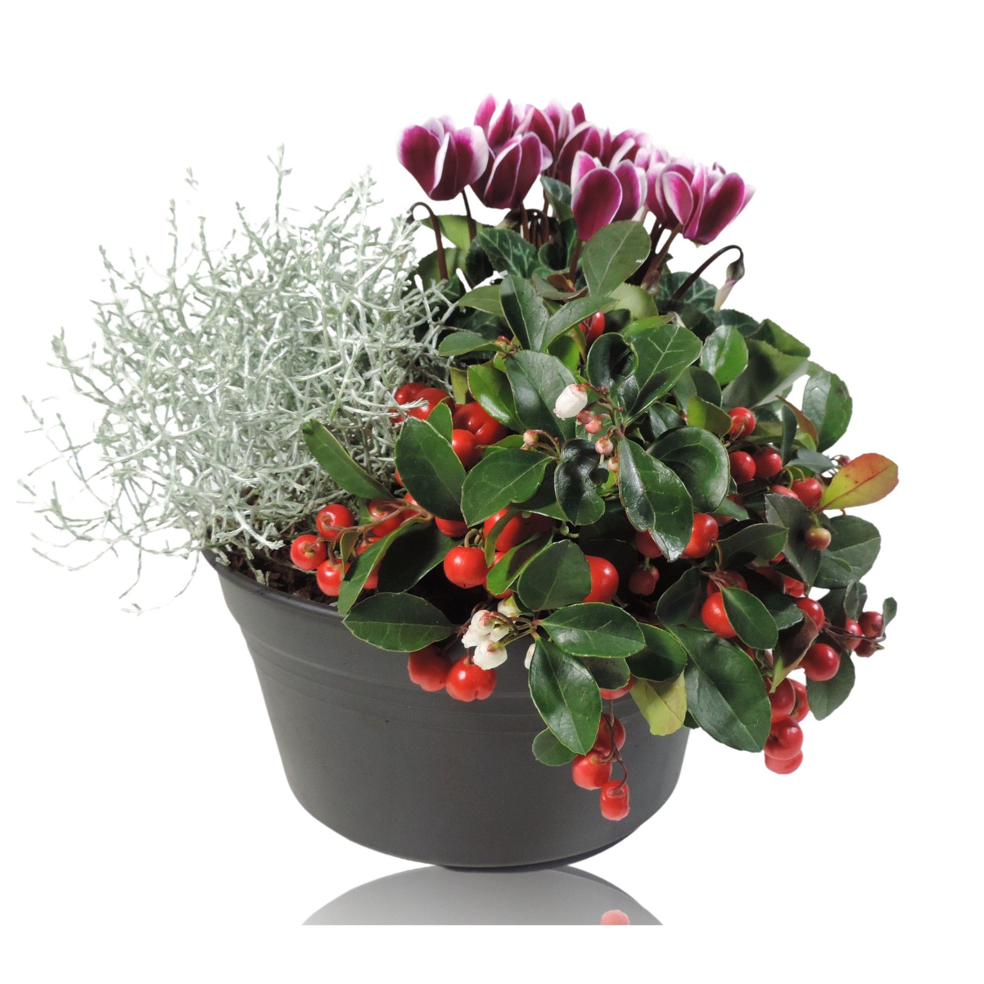 Arrangement Winter Classic schaal 19 cm, D 19