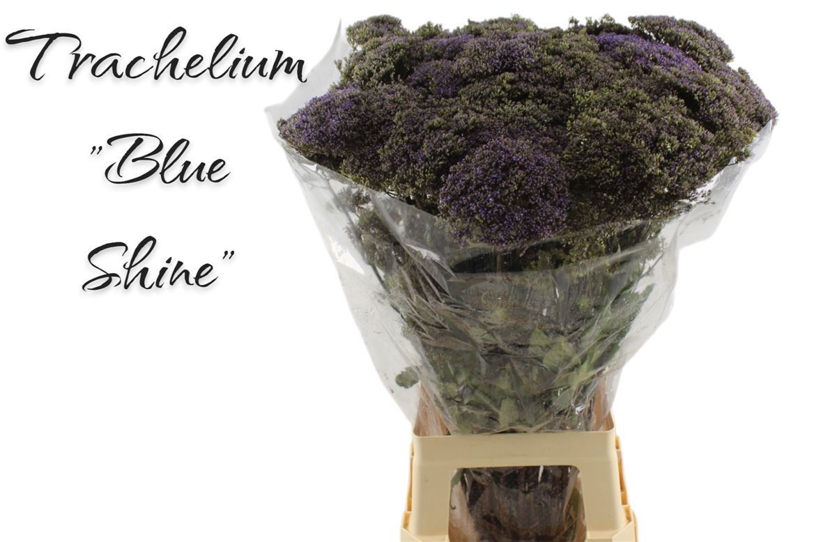 Трахелиум Блю Шайн 80, шт.