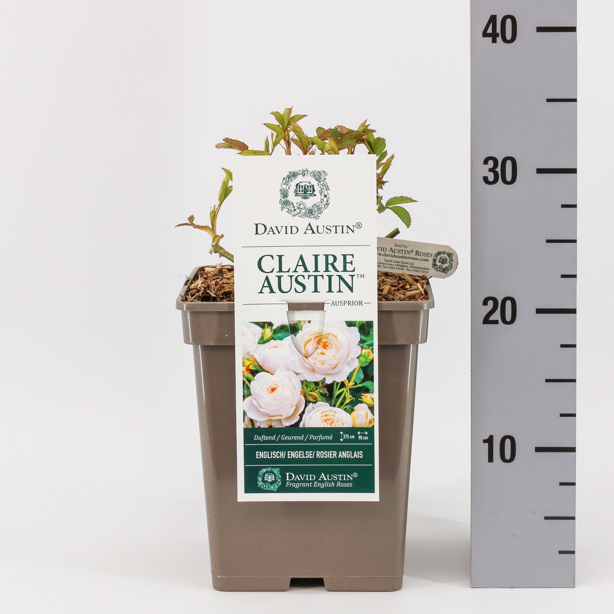 Rosa (Aus) Claire Austin ®, C5, D 23