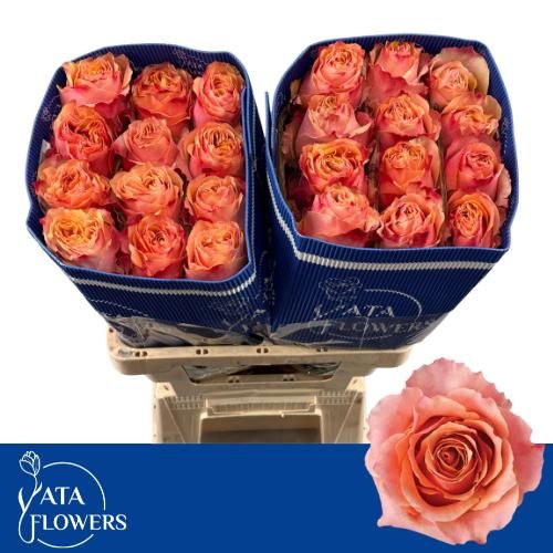 Роза од. Карпе Дием+ 60, шт.