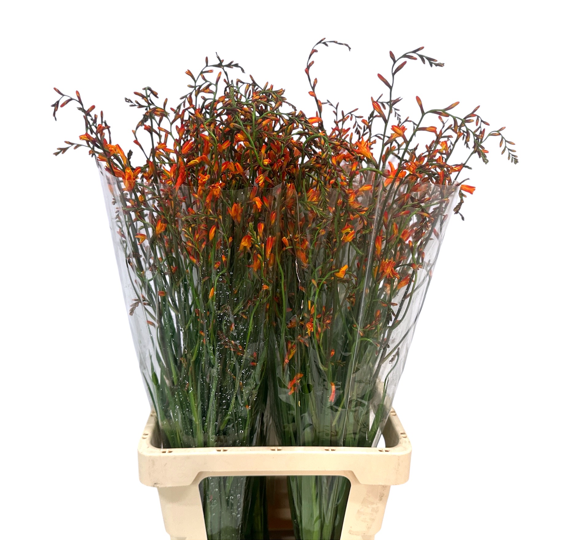 Крокосмия Лицифер 75, шт.