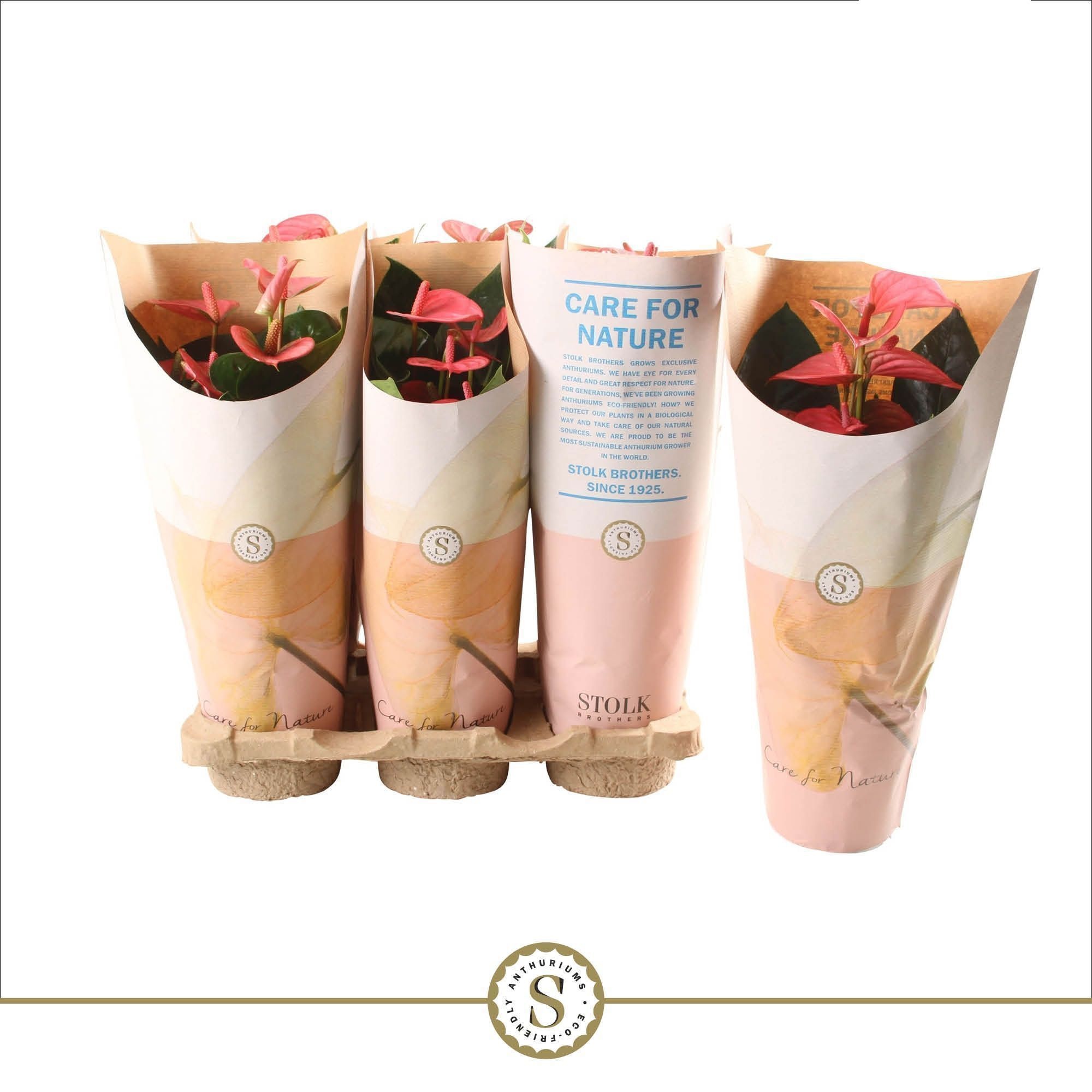 Anthurium Pink Champion 12cm in papieren hoes, D 12